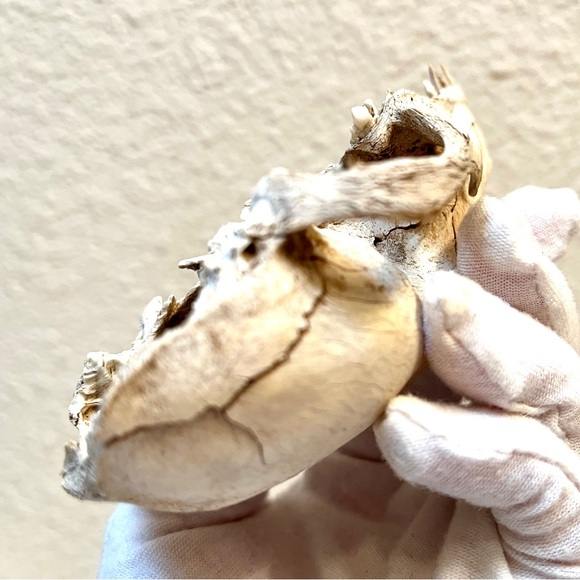 Skull. Small Animal. Found in High Desert. Art Prop or collect. Cool! - Picture 6 of 10